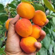 Саджанець Абрикос Фарбелі